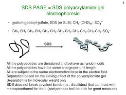 sds polyacrylamide gel electropsis
