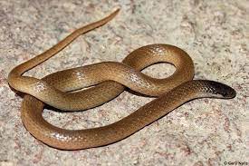 Texas is home to many species of snake. Common Snakes Trophy Club Tx
