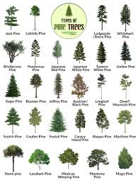 pine tree facts types identification