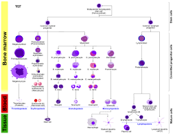 Haematopoiesis Wikipedia