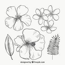 tropical flower outline images free