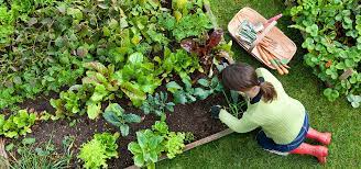 Vegetable Gardening