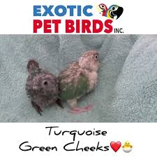See more ideas about pet birds, birds, parrot. Exotic Pet Birds Inc 2138 Empire Blvd Webster Ny 2021