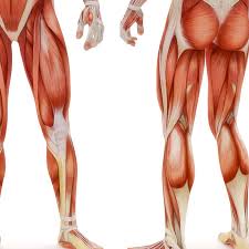 Discover the muscle anatomy of every muscle group in the human body. Lower Body Anatomy Anatomy Drawing Diagram