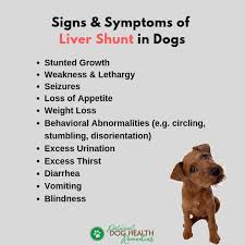 However, your pet has to be stabilized before. Liver Shunt In Dogs Causes Symptoms Diet Treatment