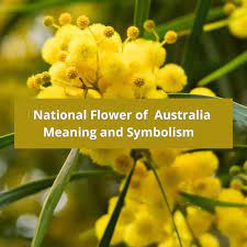 national flower of australia meaning