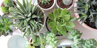 Must Haves Plants That Gives Oxygen 24