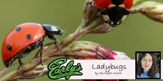 ladybugs spring 2022 early s farm