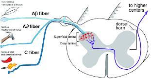 spinal cord affe fibers