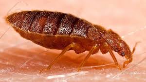 Diatomaceous Earth Kill Bed Bed Bugs
