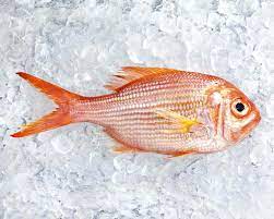 fish allergy symptoms diagnosis and