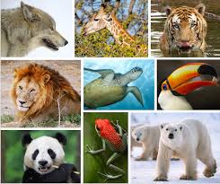 endangered species are our