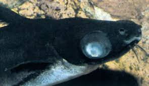Common Aquarium Fish Diseases