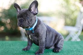 The diluted blue causes their coat to be more of a grayish blue brindle and a blue and tan french bulldogs. Blue Brindle Color Frenchies Tomkings Kennel