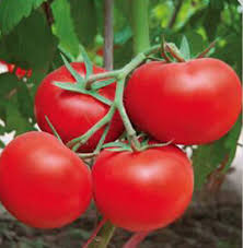 الوصف النباتي للطماطم Images?q=tbn:ANd9GcSufb020Lb-PNWR_V8D3n6_2_SkgtvUSYlhjyR0aXUK4LzzjSW4&s