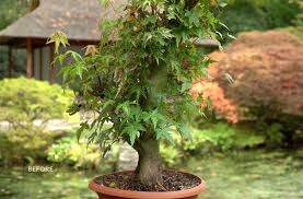 making a anese maple bonsai bonsai