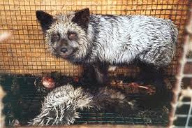 The Fur Industry Animals Used For
