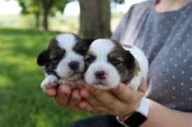 charlotte dog club puppies