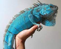 Blue Iguanas For Sale Near Me gambar png
