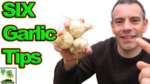 If you are rotating your garlic, plant a cover crop prior to planting. How To Grow Garlic At Home 6 Amazing Tips Youtube