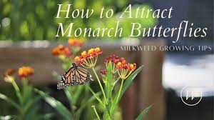 how to attract monarch erflies