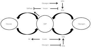 hepatic glucose and lipid metabolism