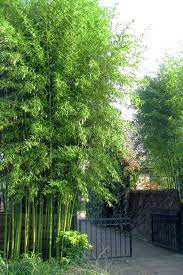 Buy Incense Bamboo Phyllostachys
