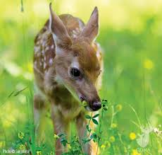 Fawns Begin Eating Natural Forage