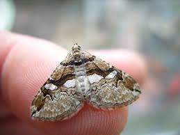 rare moth species could prevent the
