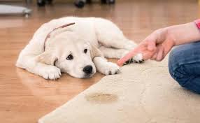 how to get dog smell out of rugs