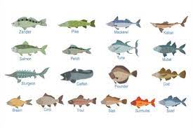 top fish names in tamil and english