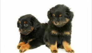 Maltese puppies available for sale in augusta, ga from top breeders and individuals. Yorkie Poo Male For Sale In Augusta Georgia Classified Americanlisted Com