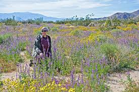 Spring is nature's way of saying, let's party! ~ robin williams. Spring Desert Flowers In Bahada Loop In Joshua Tree National Park California Photograph By Ruth Hager