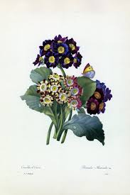 Primula Auricula Botanicals Prints by Pierre Joseph Redoute - The ...
