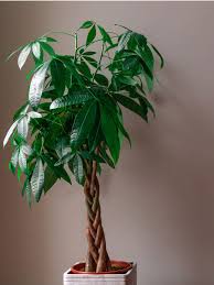 pachira money tree learn how to care