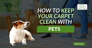 how to keep carpet clean with pets