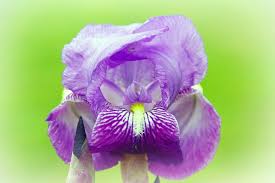 62 Purple Flower Types With Pictures Flowerglossary Com
