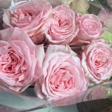Pink O Hara Garden Rose Rose Rose