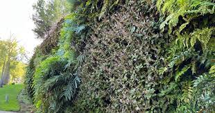 6 Steps To Build A Green Wall At Home