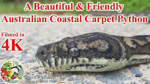 australian coastal carpet python