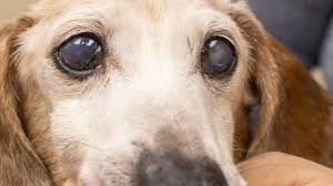 cloudy eyes in dogs petmd