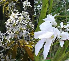 4k00:35timelapse of white jasmine flower blooming on. Shrubs For A White Garden Create A White Flower Garden