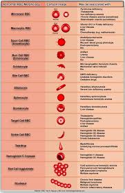 Abnormal Red Blood Cells Morphology And Possible Causes
