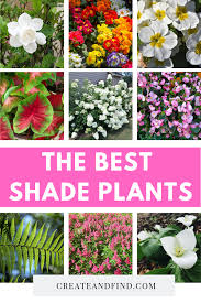 the 10 best plants that grow in shade