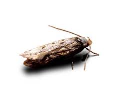 moth control for your home and business