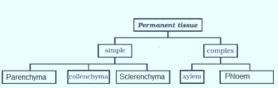 Chapter Notes Tissues Class 9 Science Plant Tissues