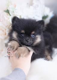 pomeranian puppy adopted in born 5 23