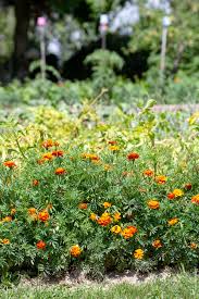 Grow Marigolds In The Vegetable Garden