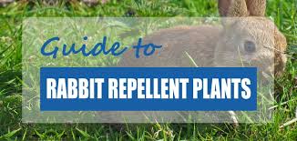 Best Plants To Repel Rabbits 2022