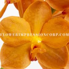 Premium Van Ac Orvanda Acco Orange Flower Impression Corp